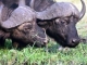 buffalo-grazing