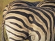 circular-zebra-stripe