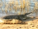 crocodile-sunbathing