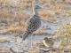 double-banded-courser-with-chick
