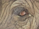 elephant-eye