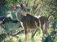 female-kudu