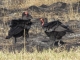 ground-hornbills-kwara