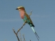 lilac-breasted-roller_0