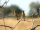little-bee-eaters