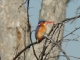 malachite-kingfisher