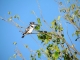 pied-kingfisher