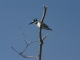 pied-kingfisher_0