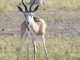 posing-springbok