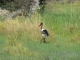 saddle-billed-stork