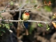 white-fronted-bee-eater