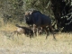 young-wildebeest-suckling
