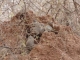 banded-mongoose-anthill-home