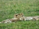 cheetah-brothers
