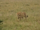 cheetah-masai-mara-plains