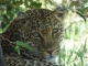 female-leopard