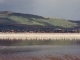 flamingos-lake-nakuru