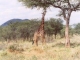 giraffe-serengeti