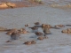 hippos-mara-river_3