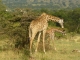 masai-mara-giraffe