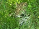 masai-mara-leopard