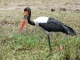 saddle-billed-stork