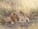 serengeti-lions