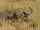 sleeping-buffalo-with-oxpecker