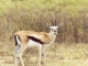 thomson-gazelle