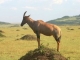 topi-on-lookout-masai-mara