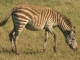 zebra-foal