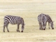 zebras-crater-floor