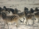 a-dazzle-of-zebras