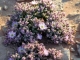 desert-flowers