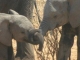 young-eles-greeting