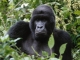 silverback-gorilla
