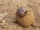 african-dung-beetle