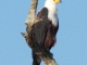 african-fish-eagle