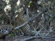 alert-leopard-at-sunset