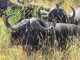buffalo-resting