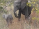 elephant-with-baby