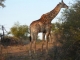giraffe-feeding