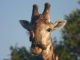 giraffe-with-oxpeckers