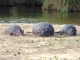 hippo-snooze-time