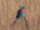 lilac-breasted-roller