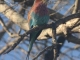 lilac-breasted-roller_0