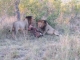 male-lions-feasting