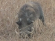 male-warthog