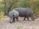white-rhino-and-calf