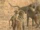 baboon-troop-tarangire